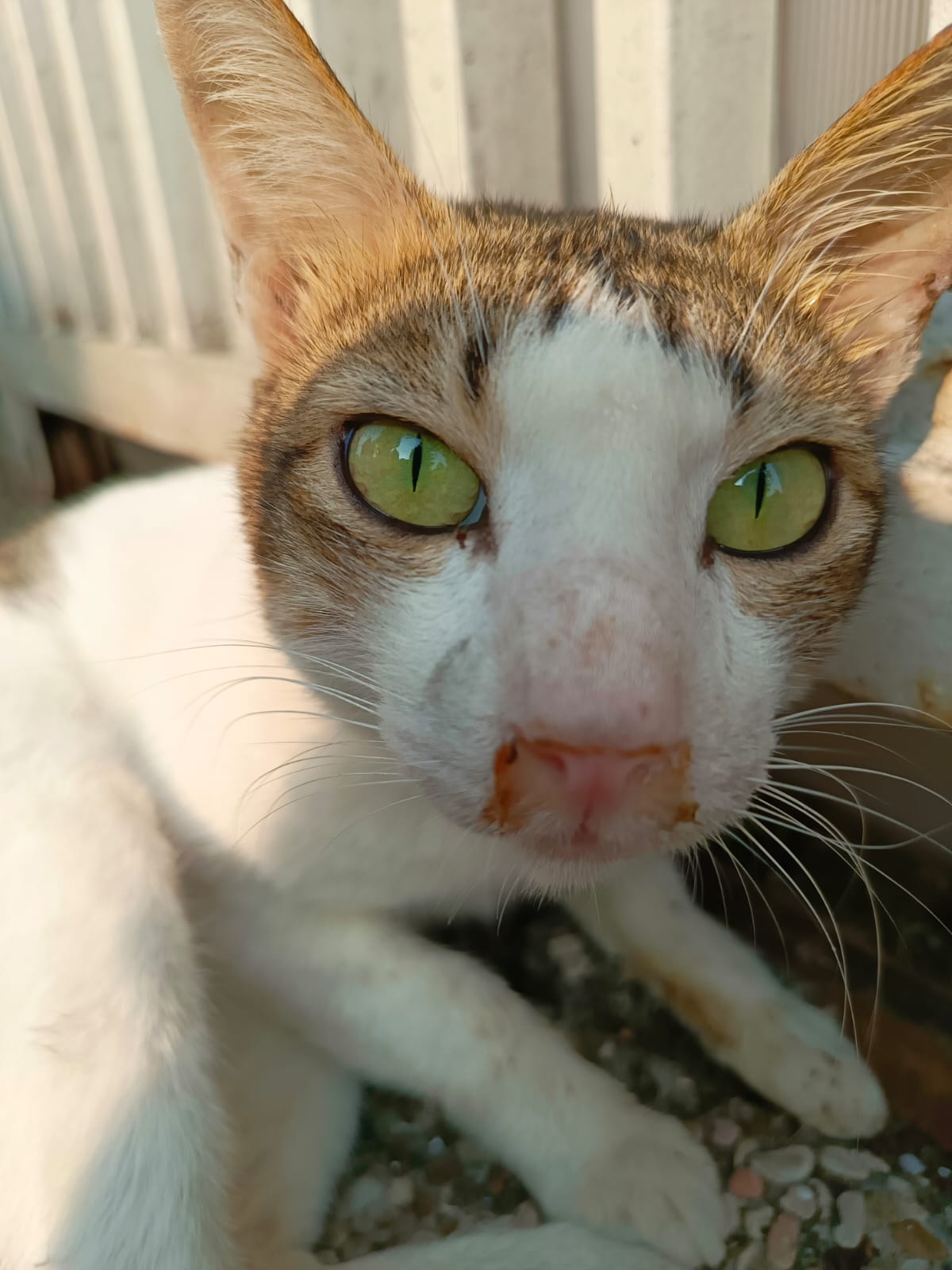 Pidi Unto terlihat dari depan di kamera